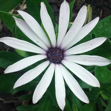 Osteospermum ecklonis 'Osticade™ White Blush'