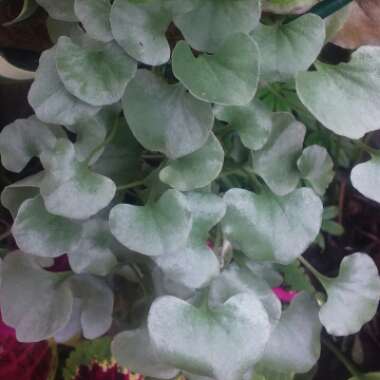 Dichondra argentea 'Silver Falls'