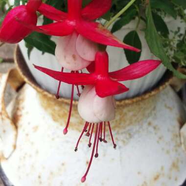 Fuchsia 'Sunbeam® Ernie'