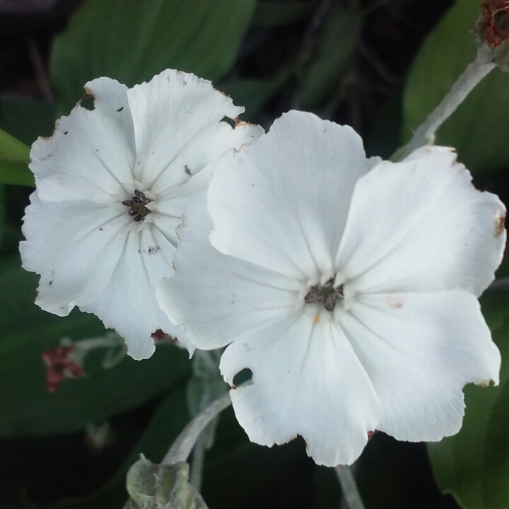 Plant image Lychnis coronaria 'Alba'