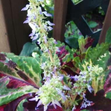 Plectranthus scutellarioides 'Scatter Splatter'