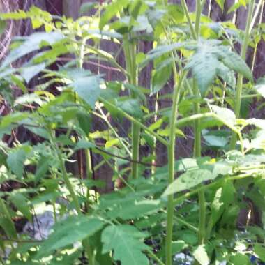 Solanum Lycopersicum 'Mortgage Lifter'