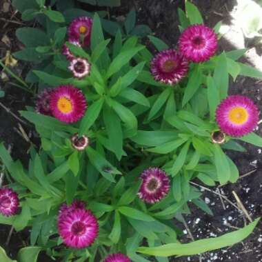 Xerochrysum bracteatum  syn. Helichrysum bracteatum, Bracteantha bracteata