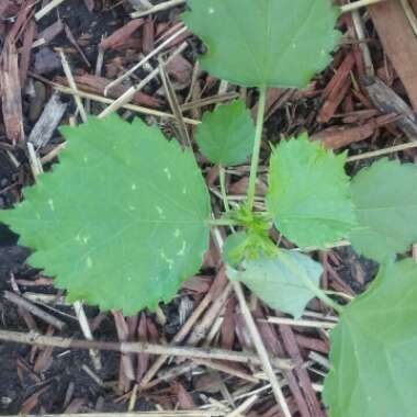 Hibiscus cannabinus