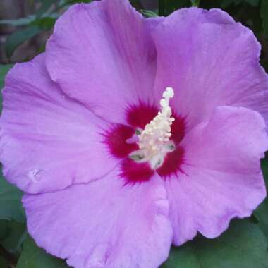 Hibiscus syriacus