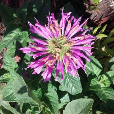 Monarda Didyma 'Balmy Lilac'