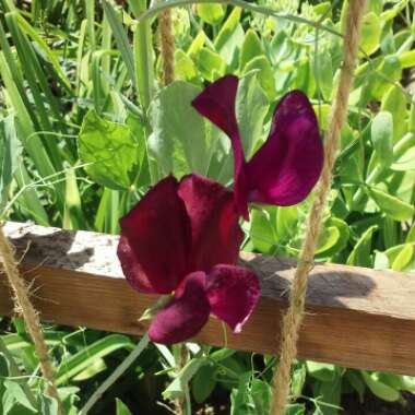 Lathyrus odoratus