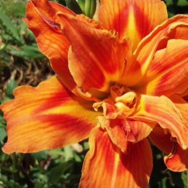 Hemerocallis