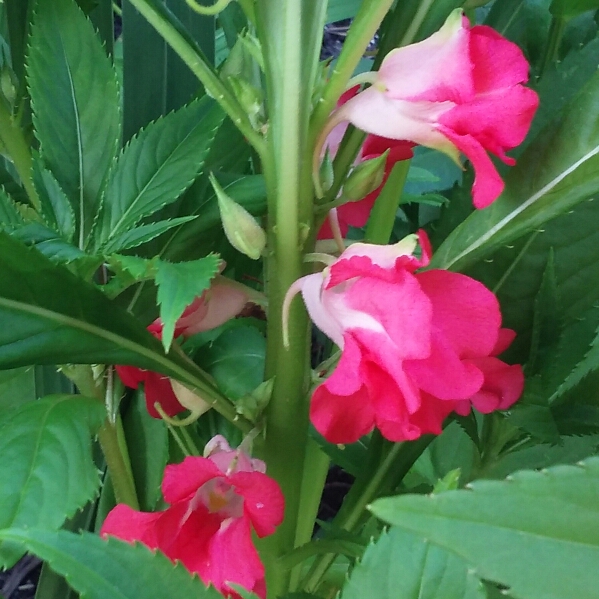 Plant image Impatiens balfourii