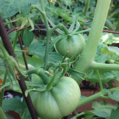 Solanum Lycopersicum 'Mortgage Lifter'