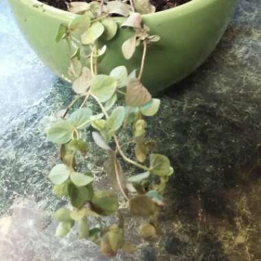 Origanum 'Amethyst Falls'