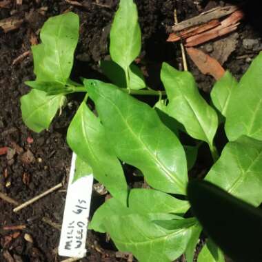 Asclepias syriaca