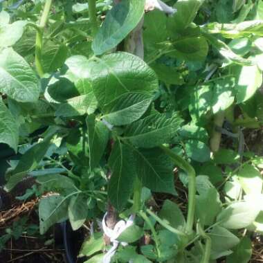 Solanum tuberosum 'Russet Burbank'