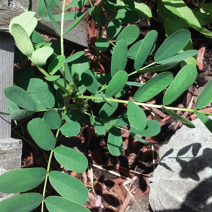 Plant image Senna didymobotrya syn.Cassia didymobotrya