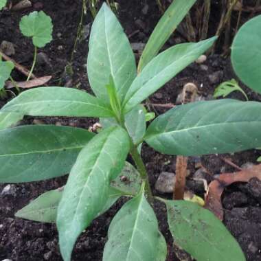 Asclepias