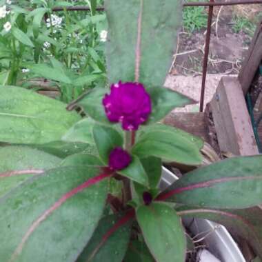 Gomphrena globosa 'Buddy Purple'