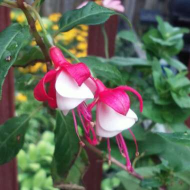 Fuchsia 'Sunbeam® Ernie'