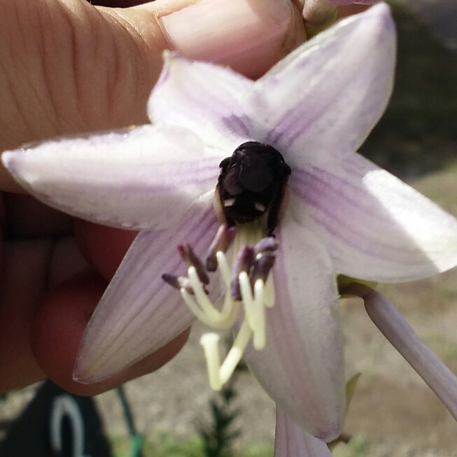 Plant image Hosta 'Cascades'