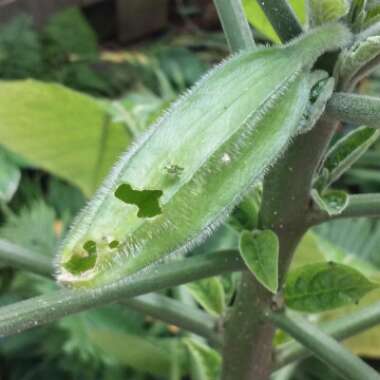 Brugmansia