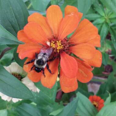 Zinnia elegans