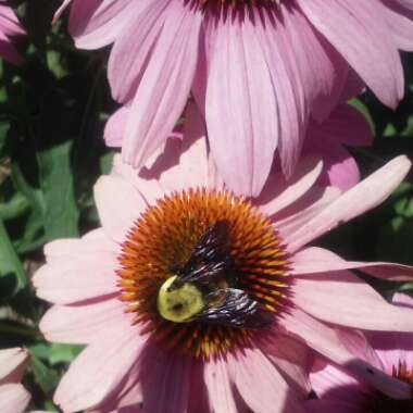 Echinacea purpurea 'Kim's Knee High'