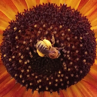 Helianthus annuus 'Autumn Beauty'