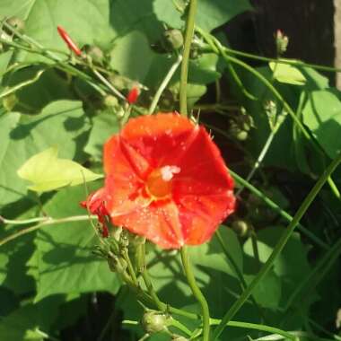 Ipomoea x multifida