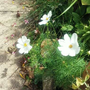 Cosmos Bipinnatus 'Sonata White'