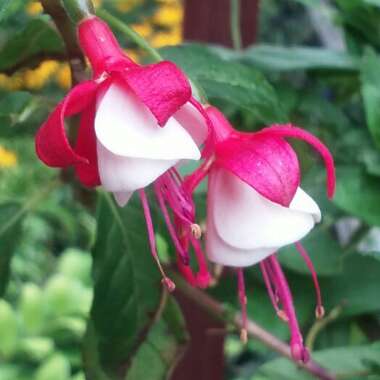 Fuchsia 'Sunbeam® Ernie'