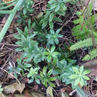 Galium odoratum syn. Asperula odorata