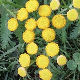 Tanacetum Vulgare