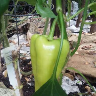 Capsicum 'Sweet Banana'