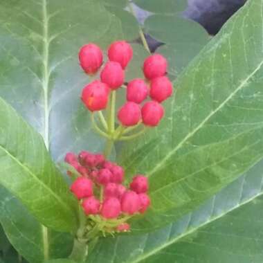 Asclepias syriaca