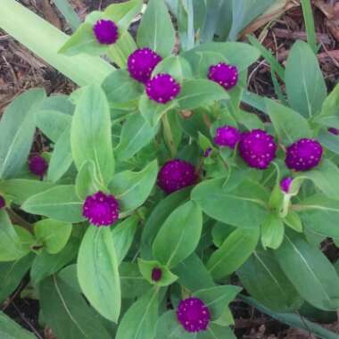 Gomphrena globosa 'Buddy Purple'