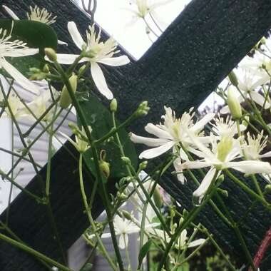 Clematis 'Terniflora'