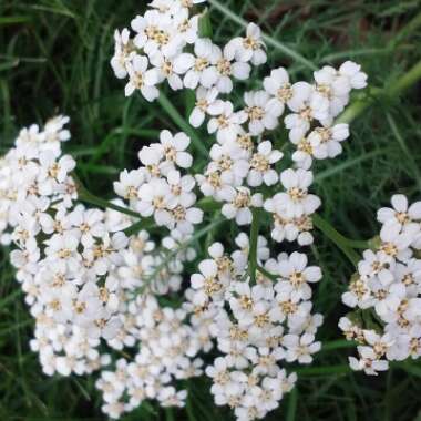 Achillea