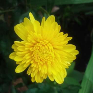 Chrysanthemum x morifolium 'Cheryl™ Sparkling Yellow'