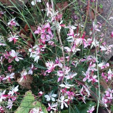 Oenothera lindheimeri 'Passionate Pink' syn. Gaura lindheimeri 'Passionate Pink'