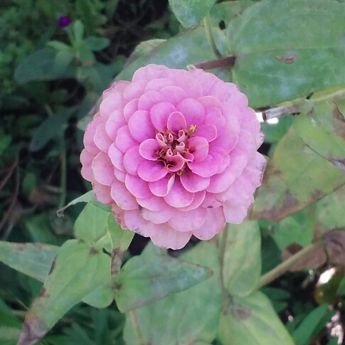 Plant image Zinnia elegans 'Lilliput Pink' (Lilliput Series)