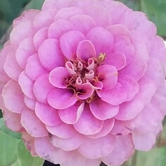 Zinnia elegans 'Lilliput Pink' (Lilliput Series)