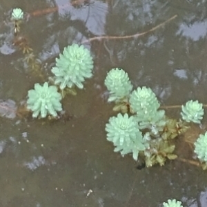 Plant image Myriophyllum aquaticum