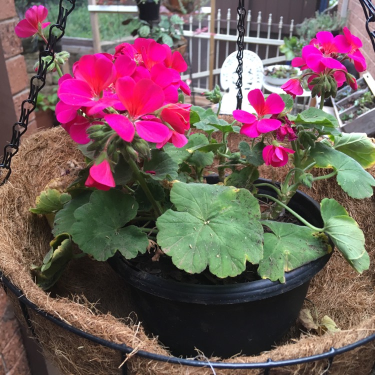 Plant image Pelargonium 'Calliope Big Rose' (Calliope Big Series)