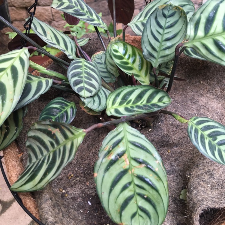 Plant image Calathea 'Burle Marxii'