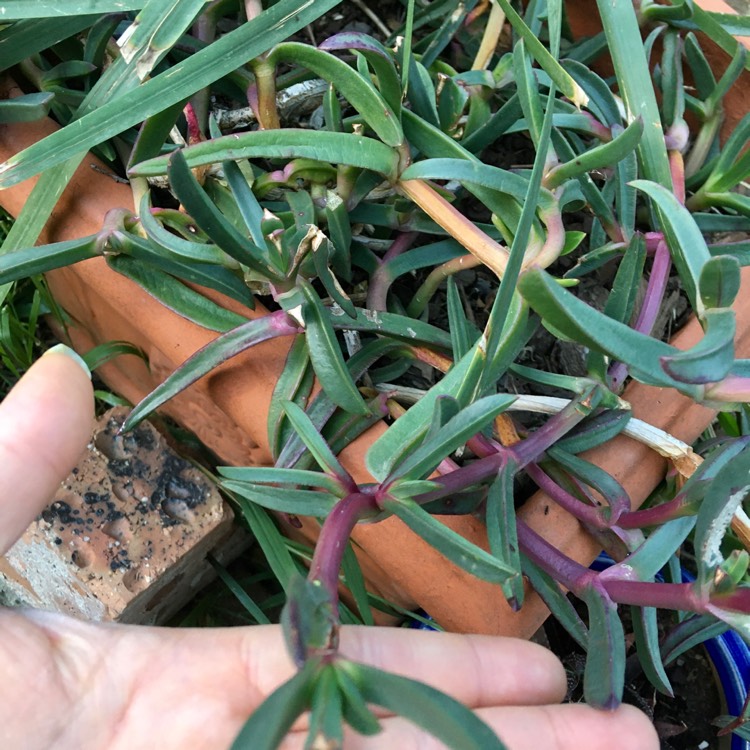 Plant image Carpobrotus glaucescens