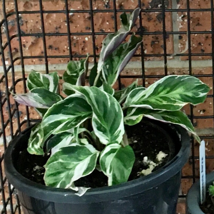 plant image 1190553