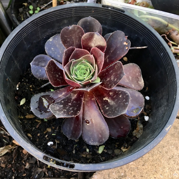 Plant image Aeonium Garnet