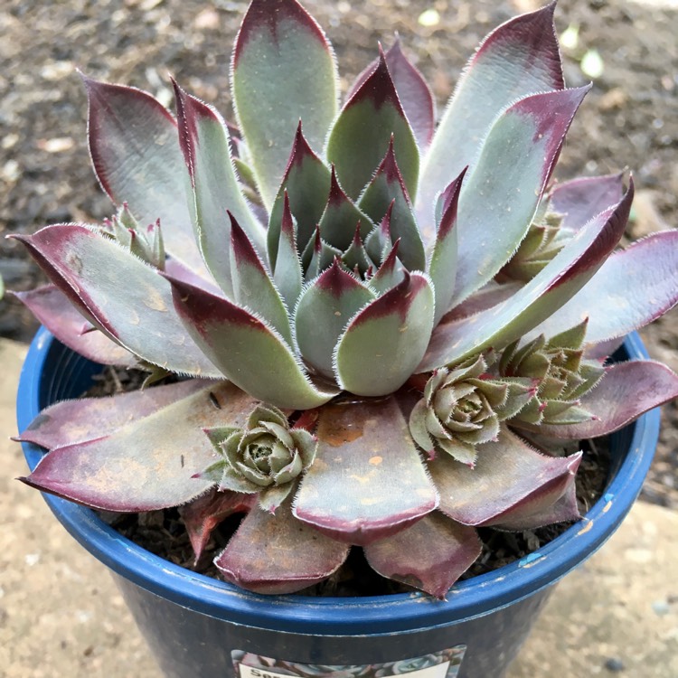 Plant image Sempervivum Purple Haze