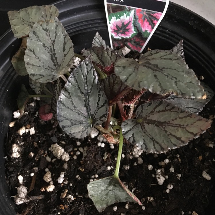 Plant image Begonia (Rex Cultorum Group) 'Fairy' syn. Begonia rex 'Fairy'