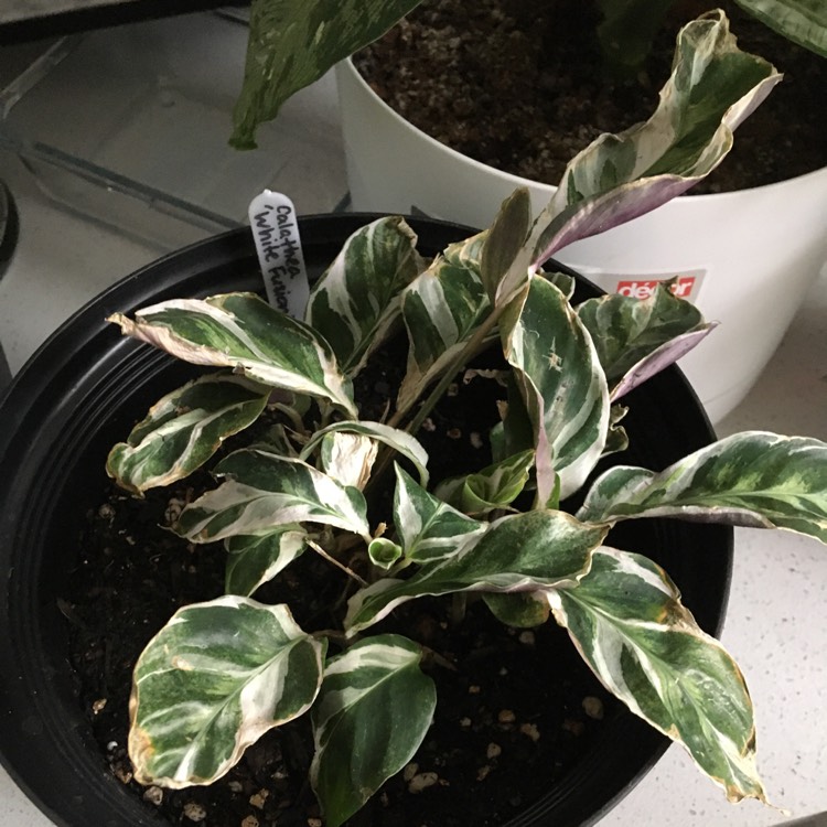 Plant image Calathea 'Fusion White'