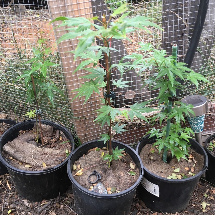 Plant image Acer Palmatum 'Berry Broom'